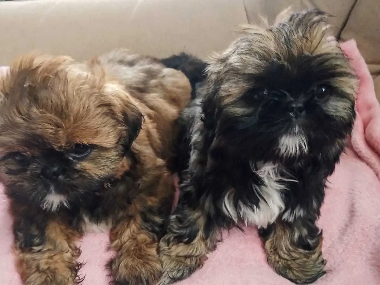 Billede 3 - Lille vidunderlig Shih Tzu 
