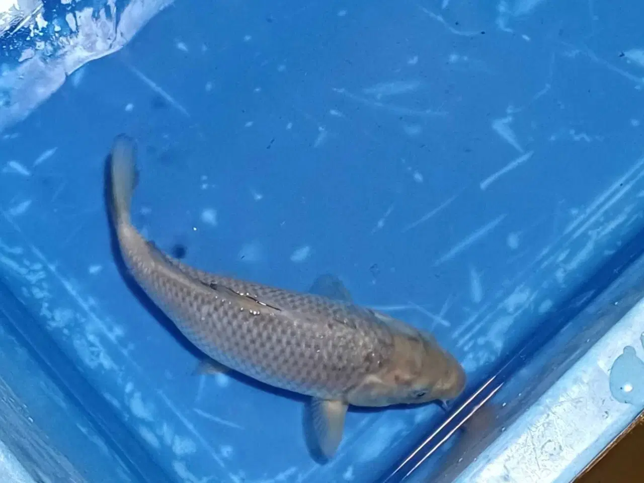 Billede 4 - Koi Chagoi 30 cm