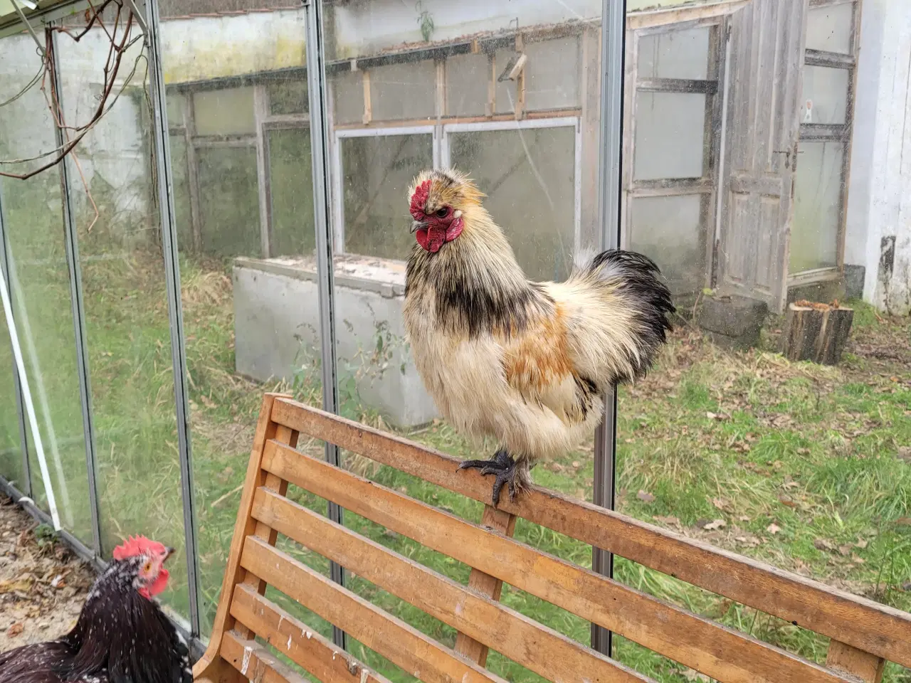 Billede 3 - Tre søde silkehaner sælges