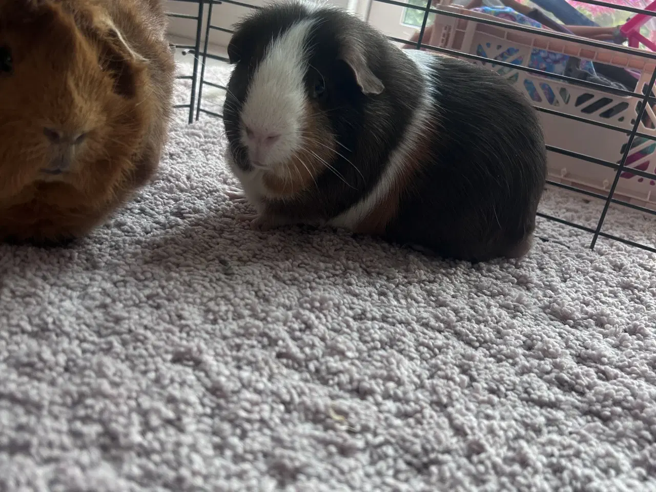 Billede 2 - 2 rolige han marsvin