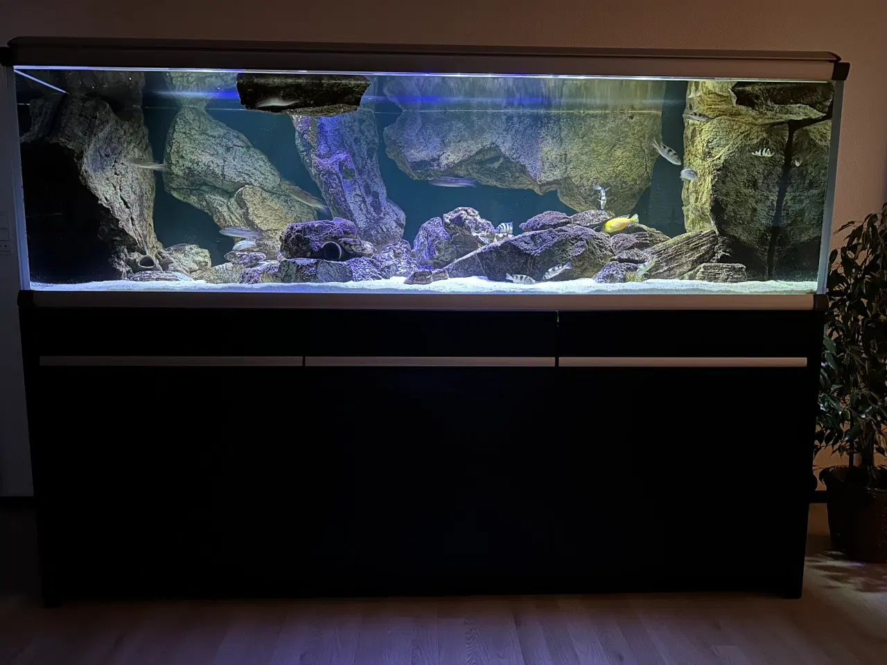 Billede 2 - 720 l akvarium