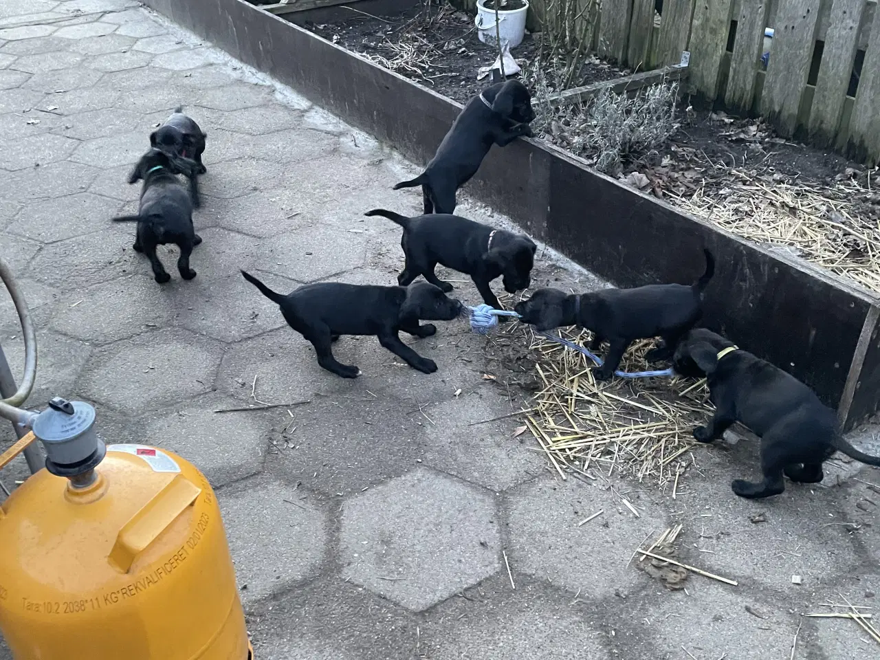 Billede 2 - Labrador / Cokkerspaniel blanding