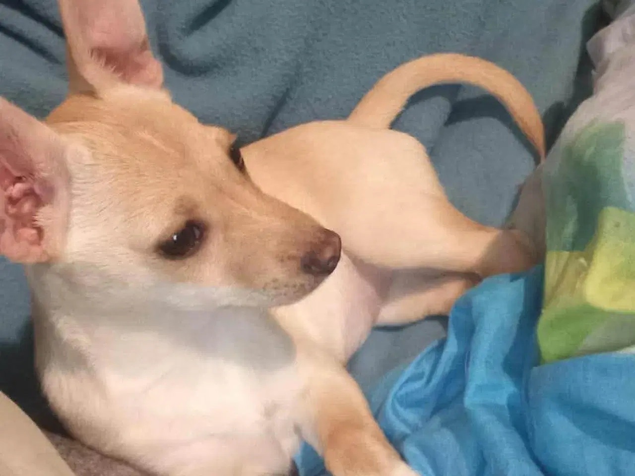 Billede 2 - Lille Mille 🩷