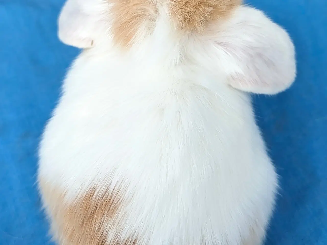 Billede 7 - Minilop kaninunge sælges