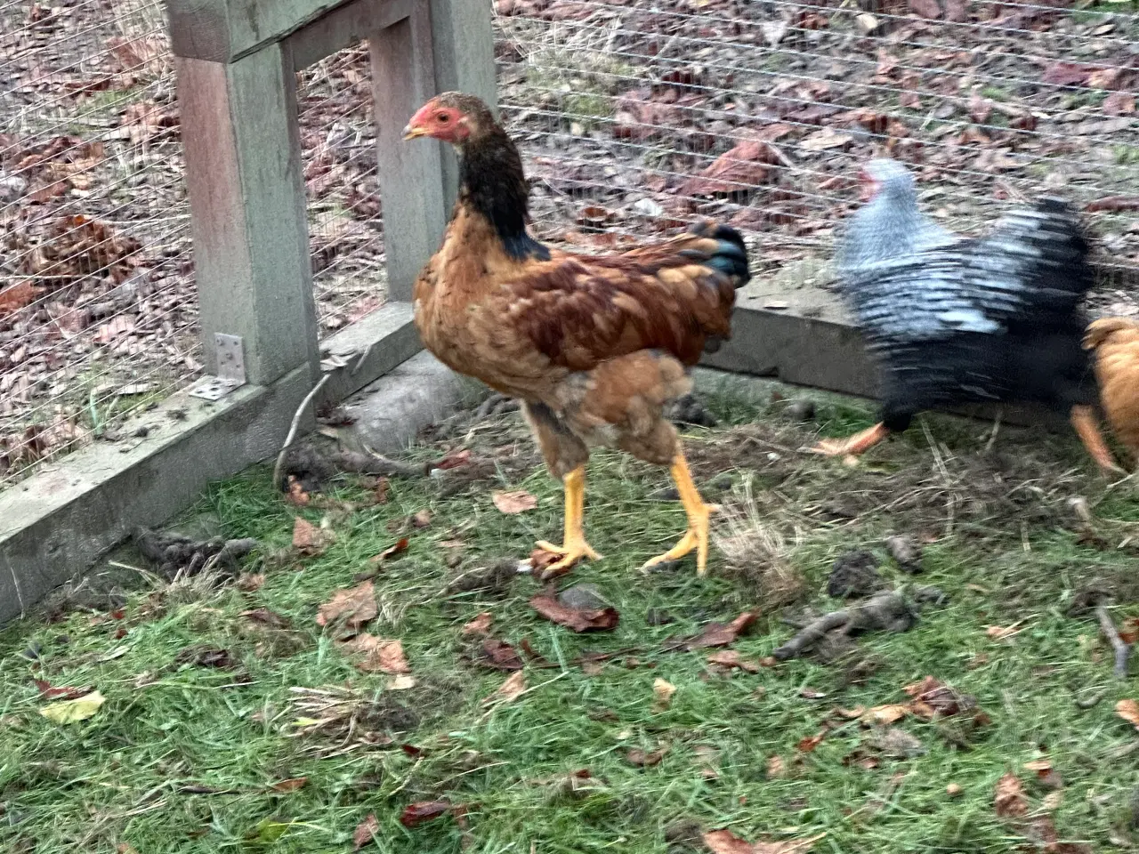 Billede 1 - Wyandot hane