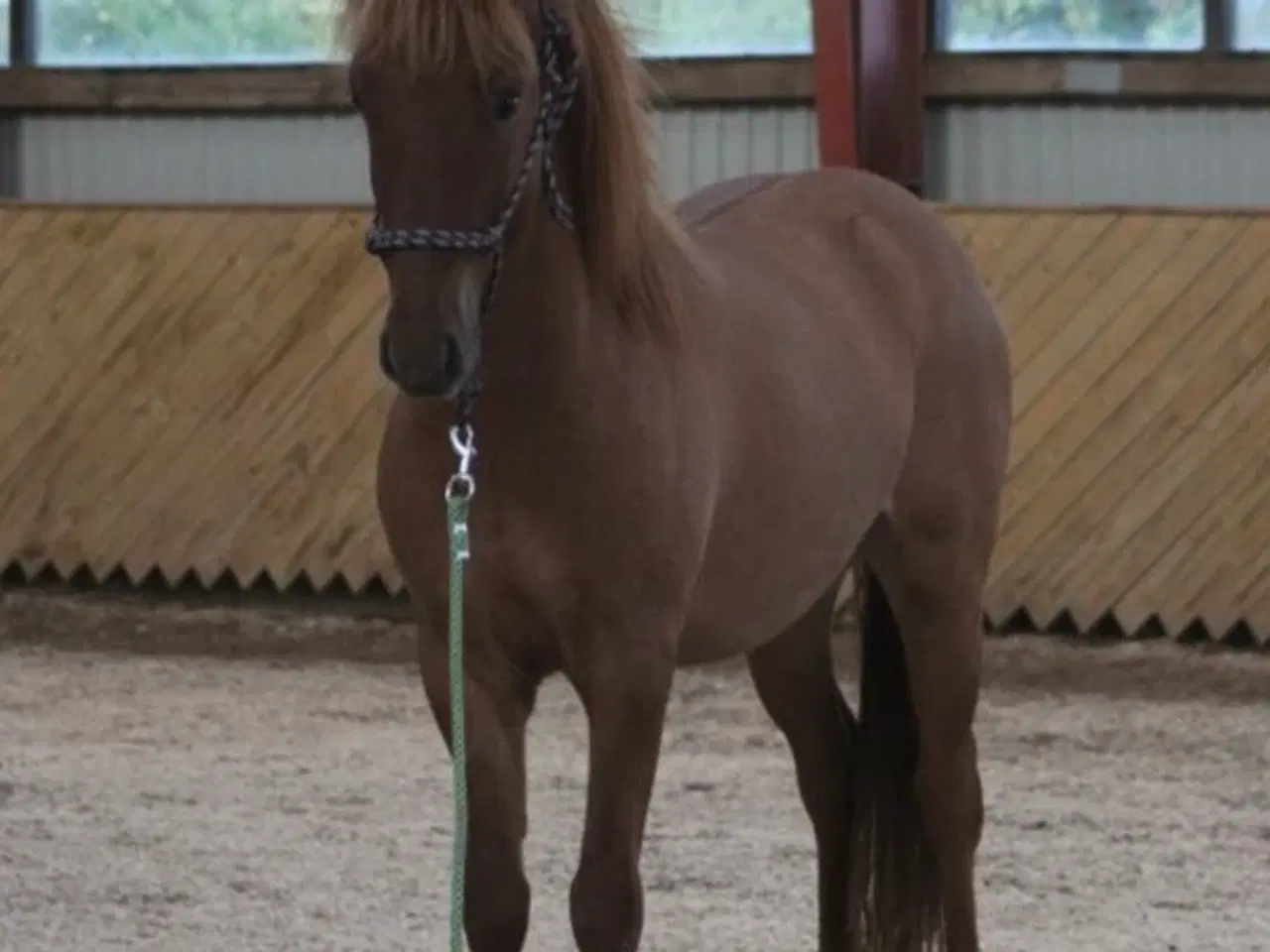 Billede 8 - Islænder føl og plage sælges