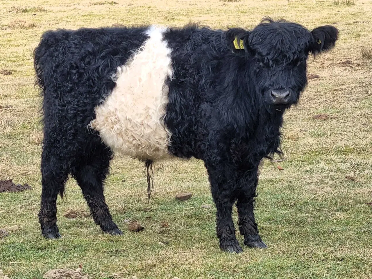 Billede 1 - Galloway ungtyr, sortbæltet