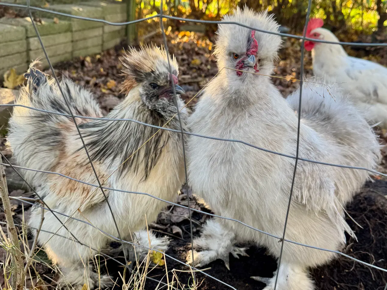 Billede 1 - Silkehaner