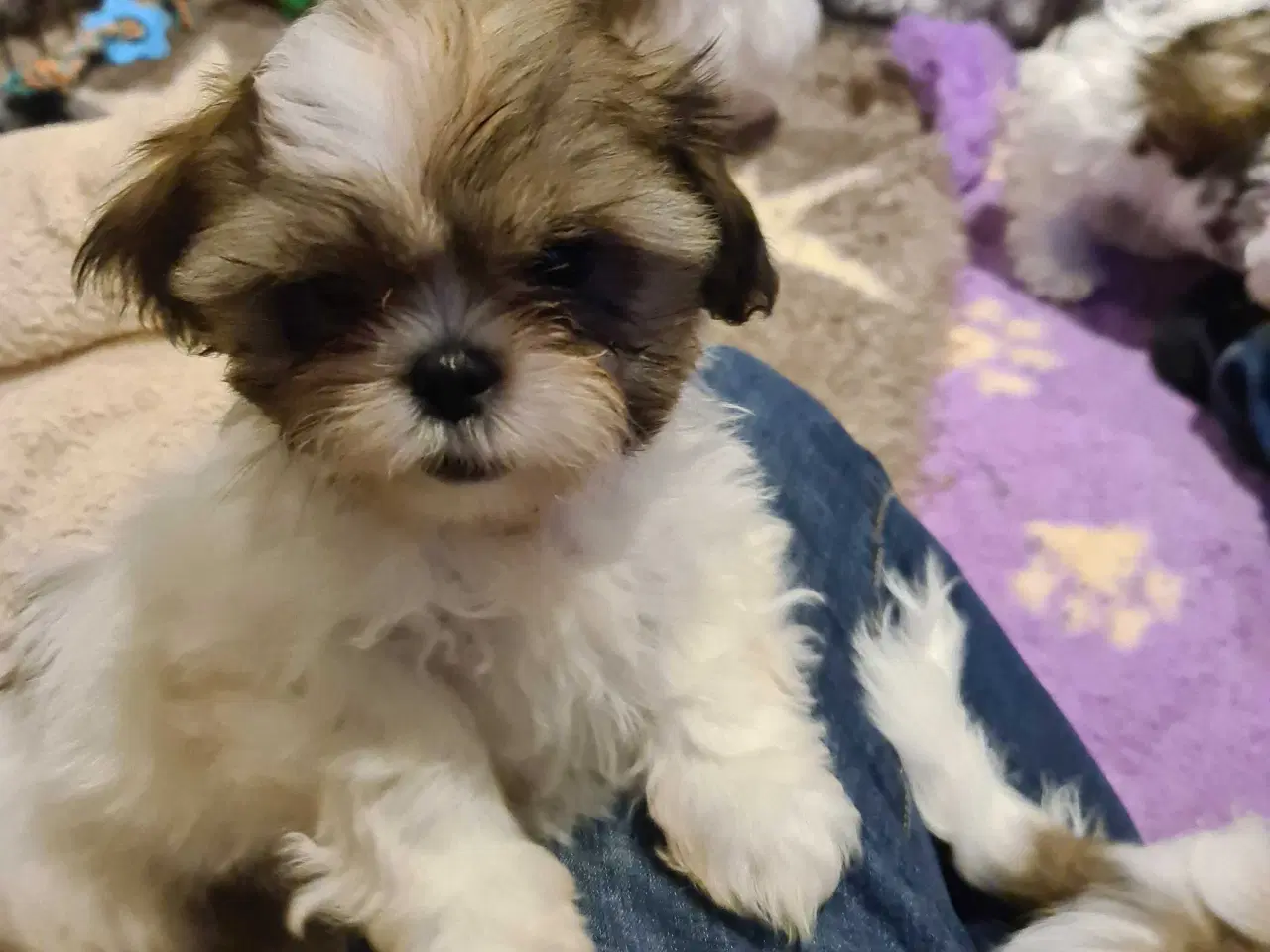 Billede 7 - Shih tzu hvalpe 