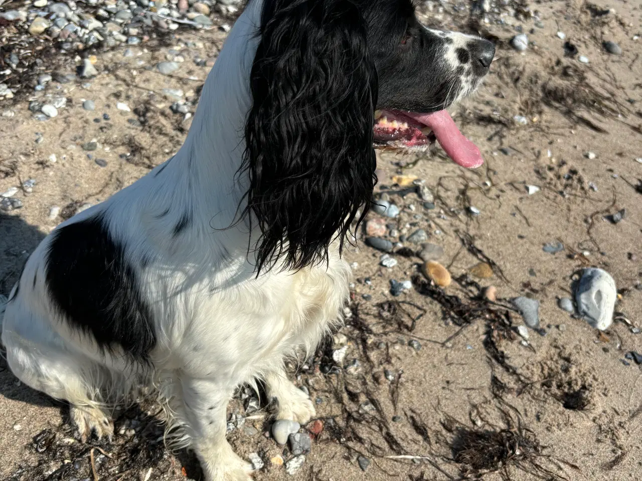 Billede 9 - FT Springer Spaniel