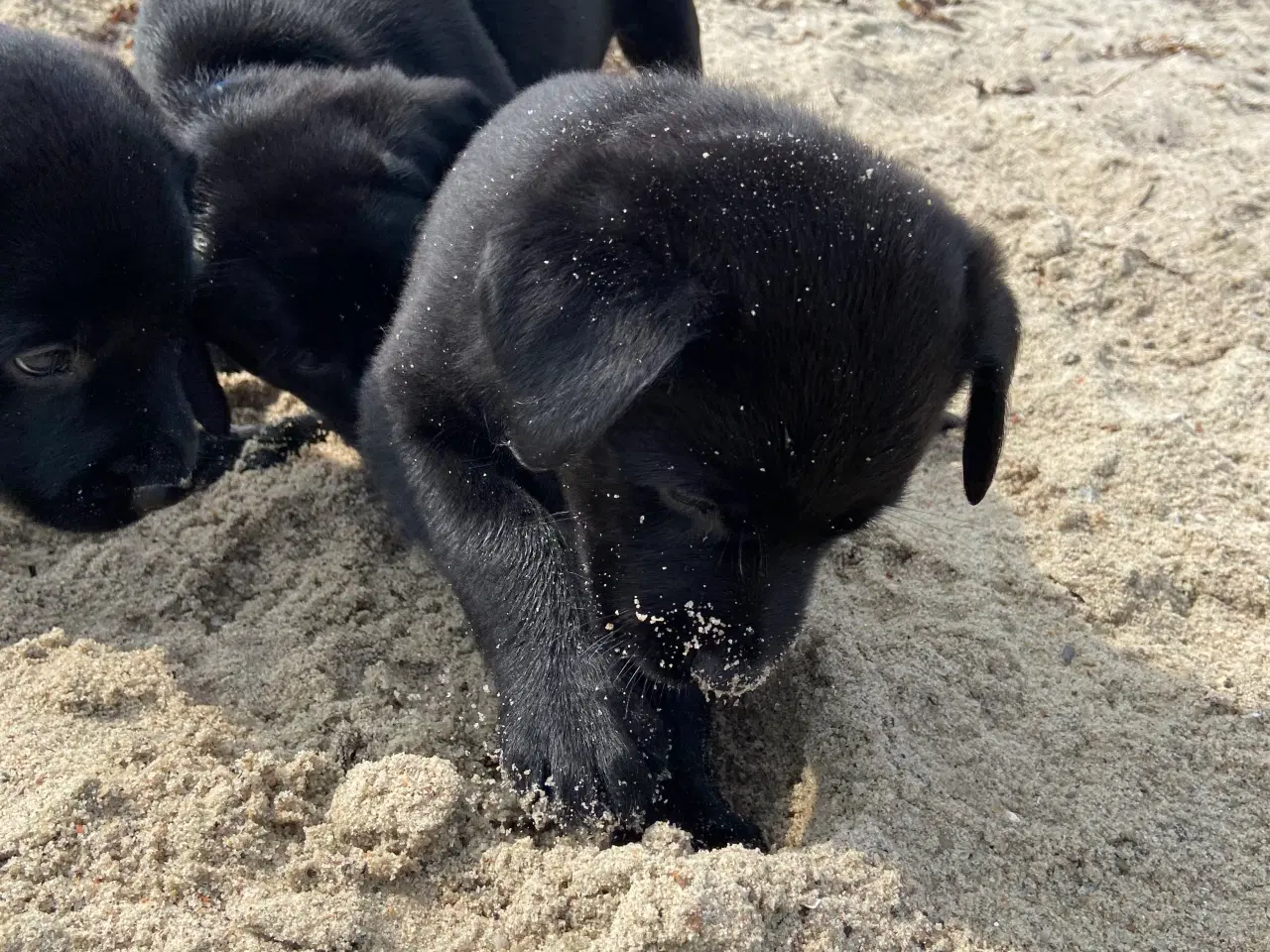 Billede 6 - Labrador blanding 