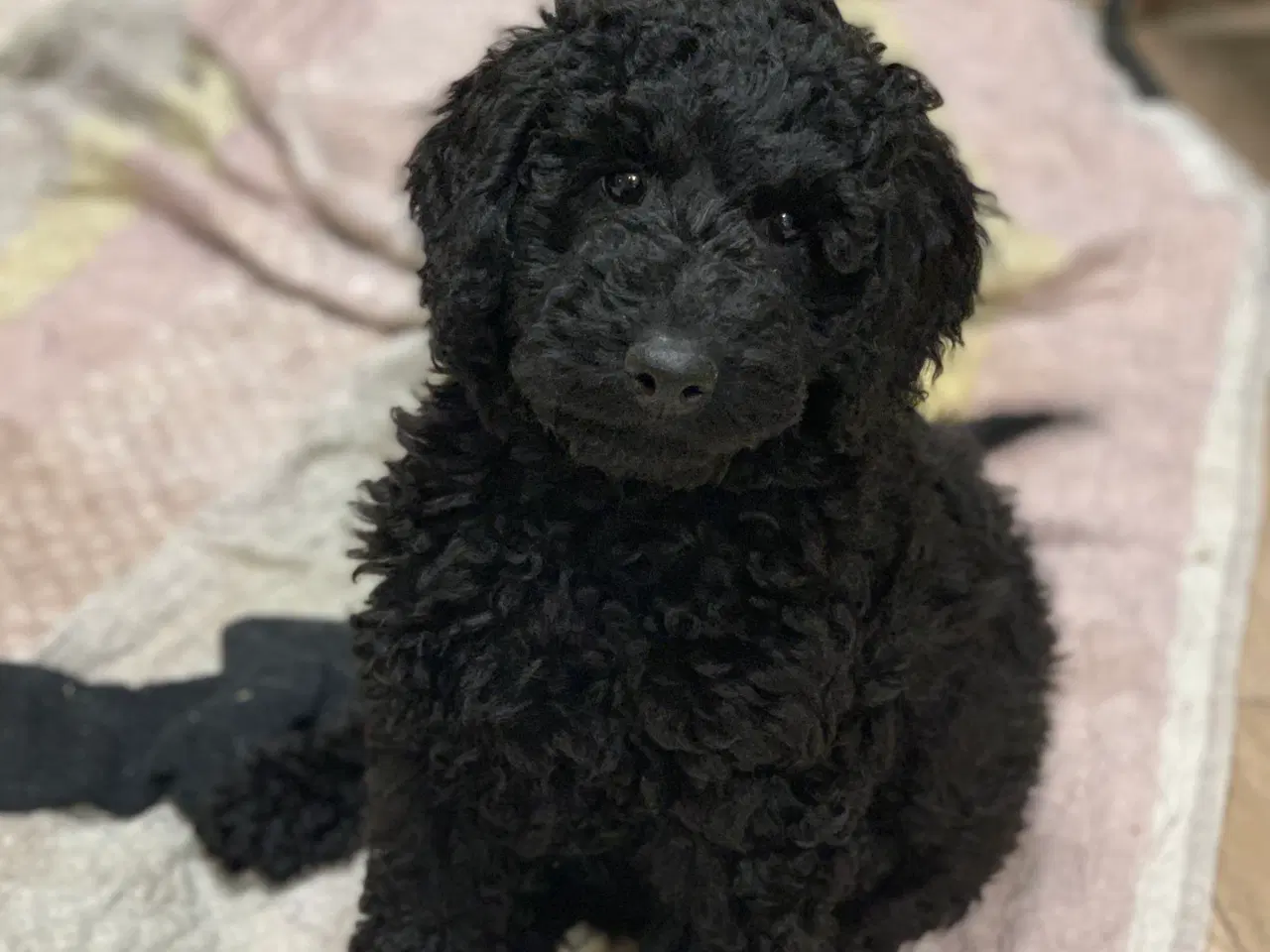 Billede 3 - Golden Doodle F1B babyer er rejse klar