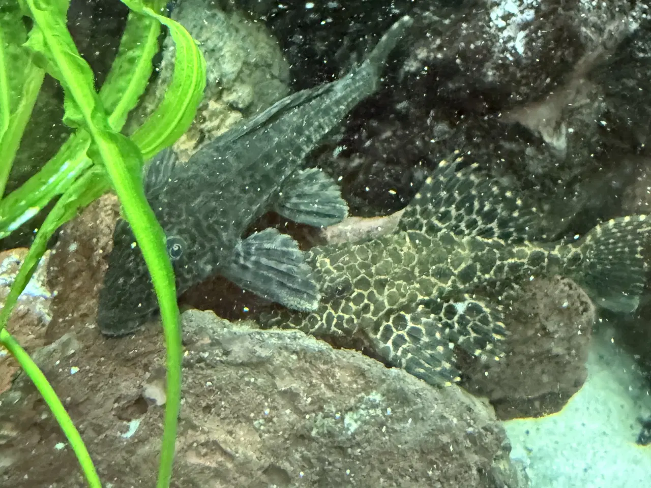 Billede 4 - Pleco maller - Hurtig Handel foretrækkes