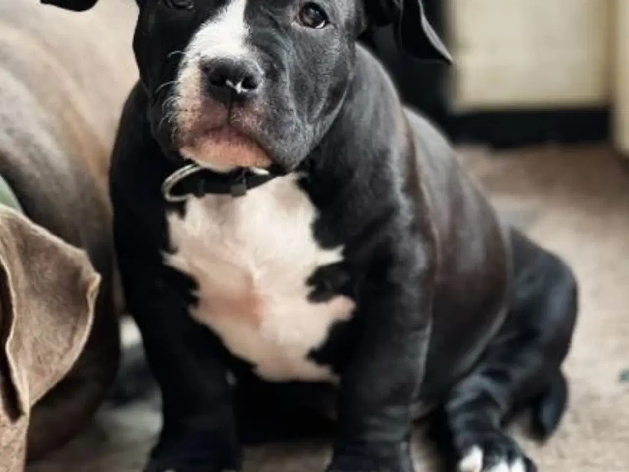 Billede 3 - American bully, hvalpe