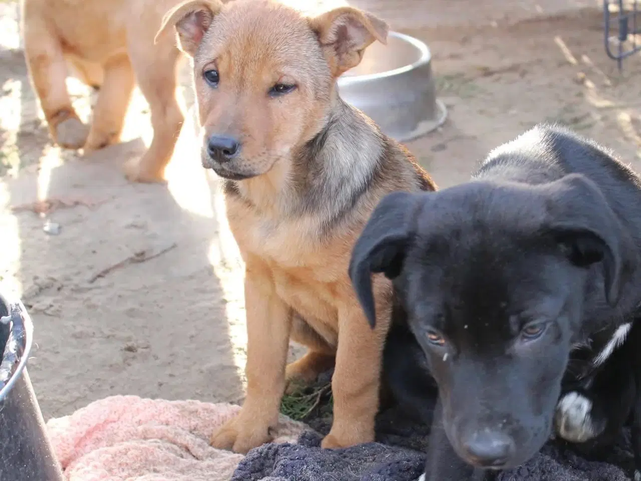 Billede 5 - Søde Dina leder efter sit 4-ever hjem 🏡💝