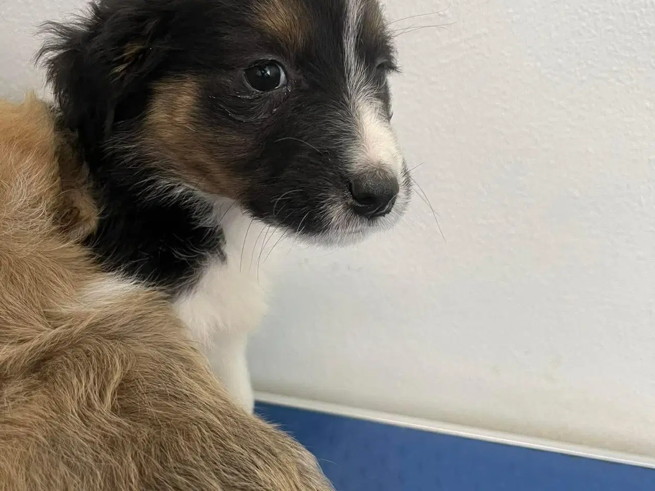 Billede 5 - Skønne Nuri søger et kærligt hjem