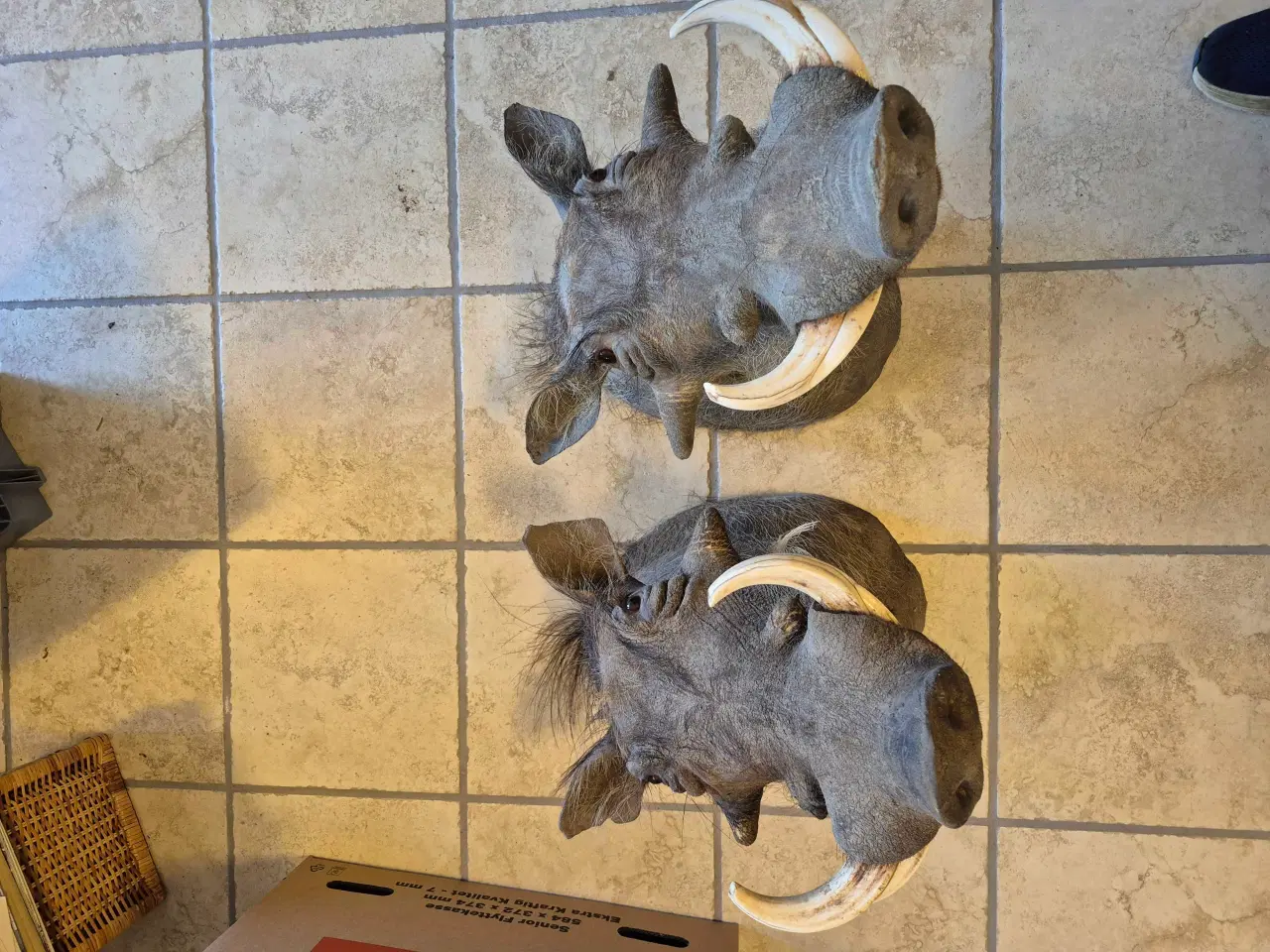 Billede 1 - Vortesvin