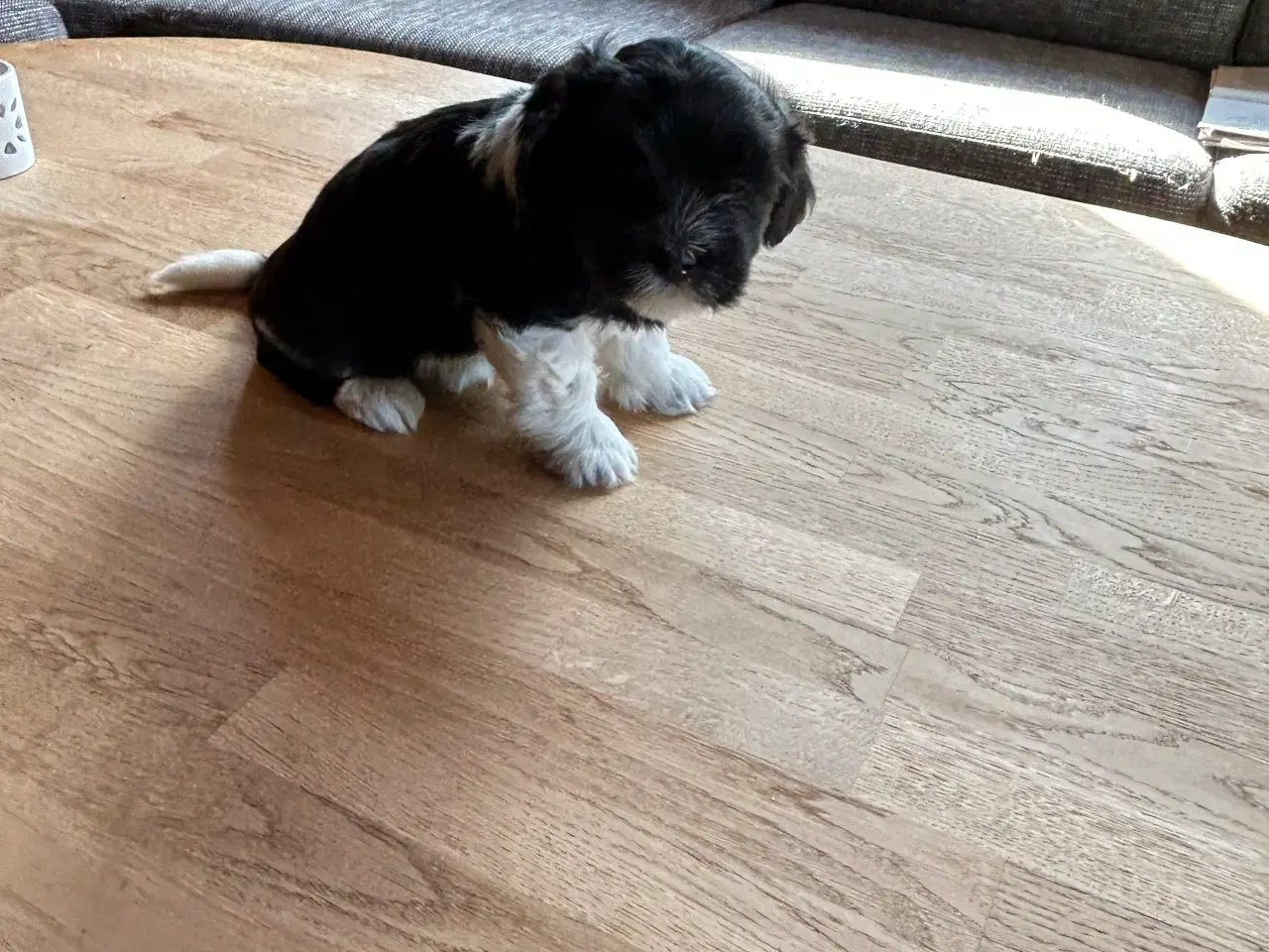 Billede 3 - Bichon Havanaise/ Shih Tzu hvalpe 