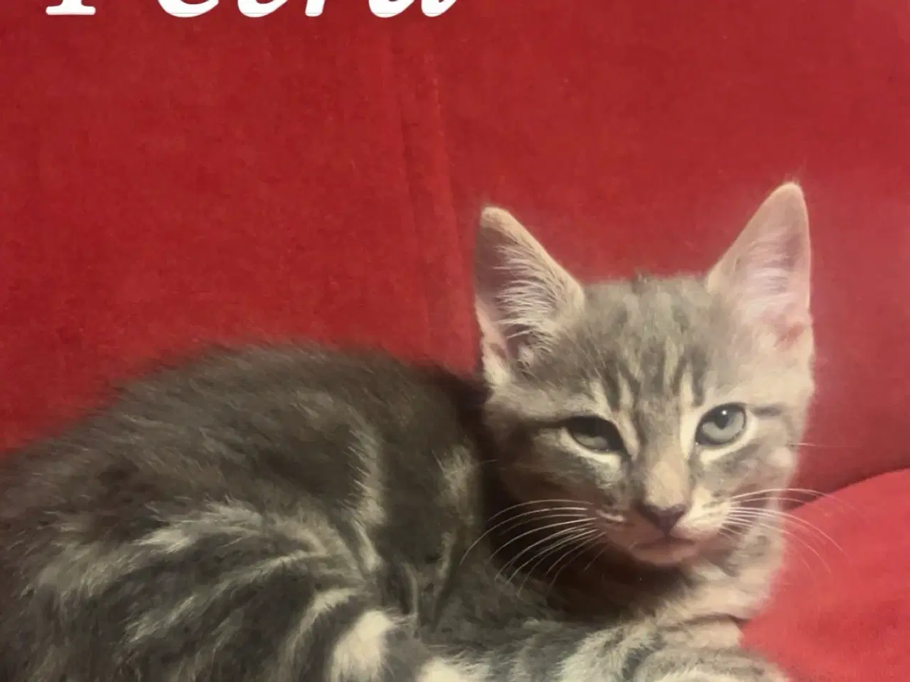 Billede 3 - Killinger til salg