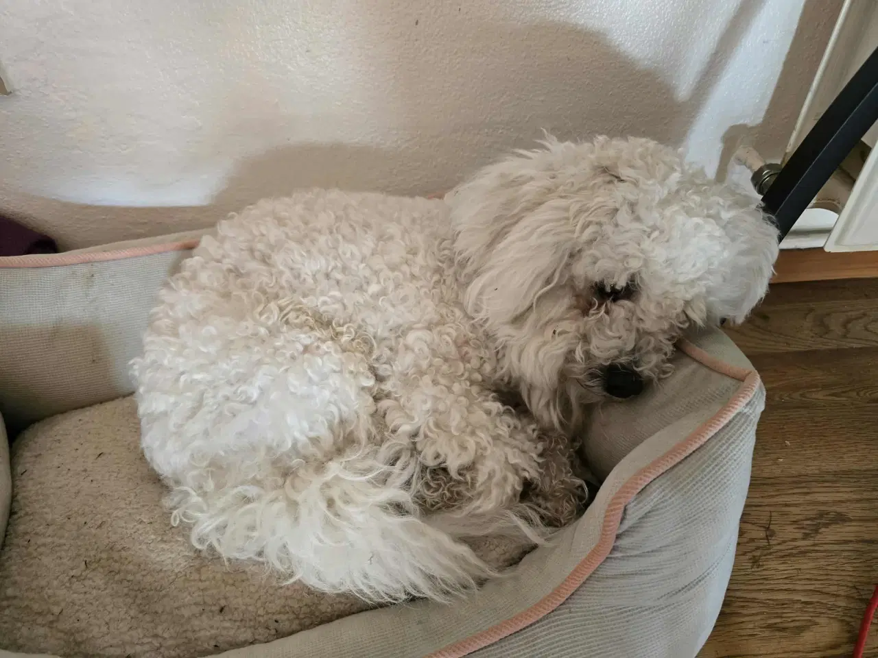 Billede 2 - Sød og kærlig Bichon Frisé søger nyt hjem 