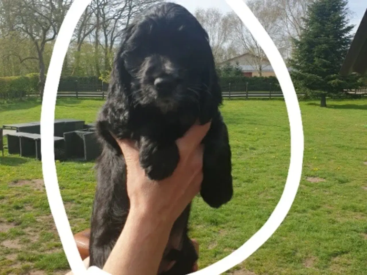 Billede 12 - engelsk cocker spaniel