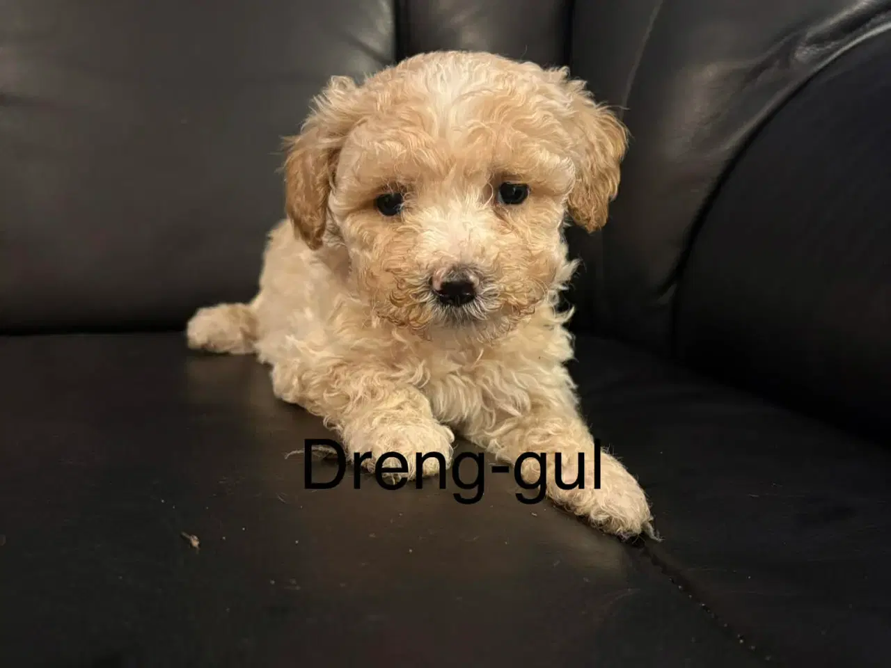Billede 1 - Mini maltipoo 8 uger