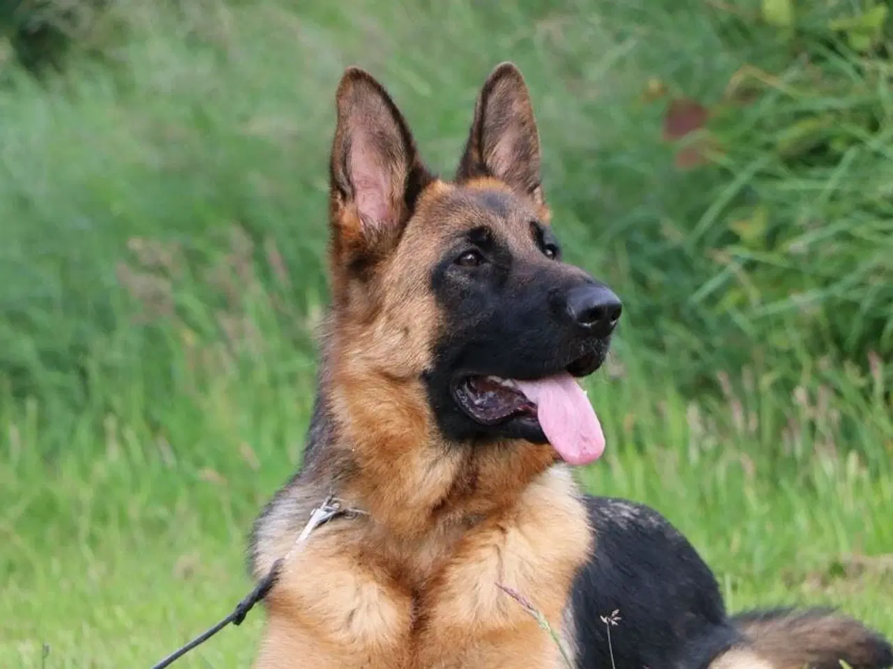 Billede 4 - Schæferhund til omplacering 