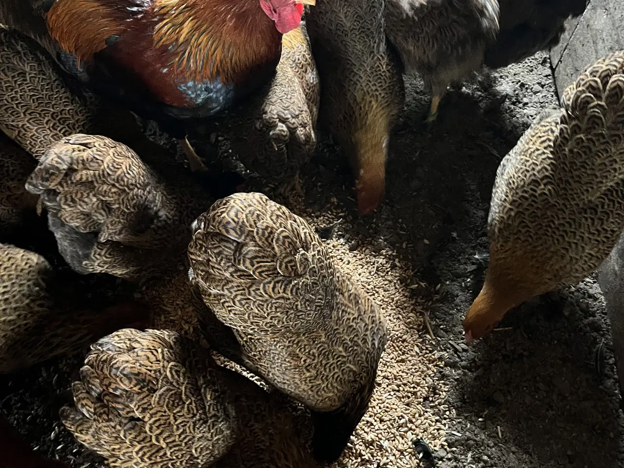 Billede 4 - Dværg Wyandotter 