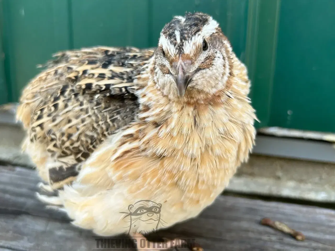 Billede 2 - 🐦 Levering af Jumbo Vagtler på Fyn! 🐦