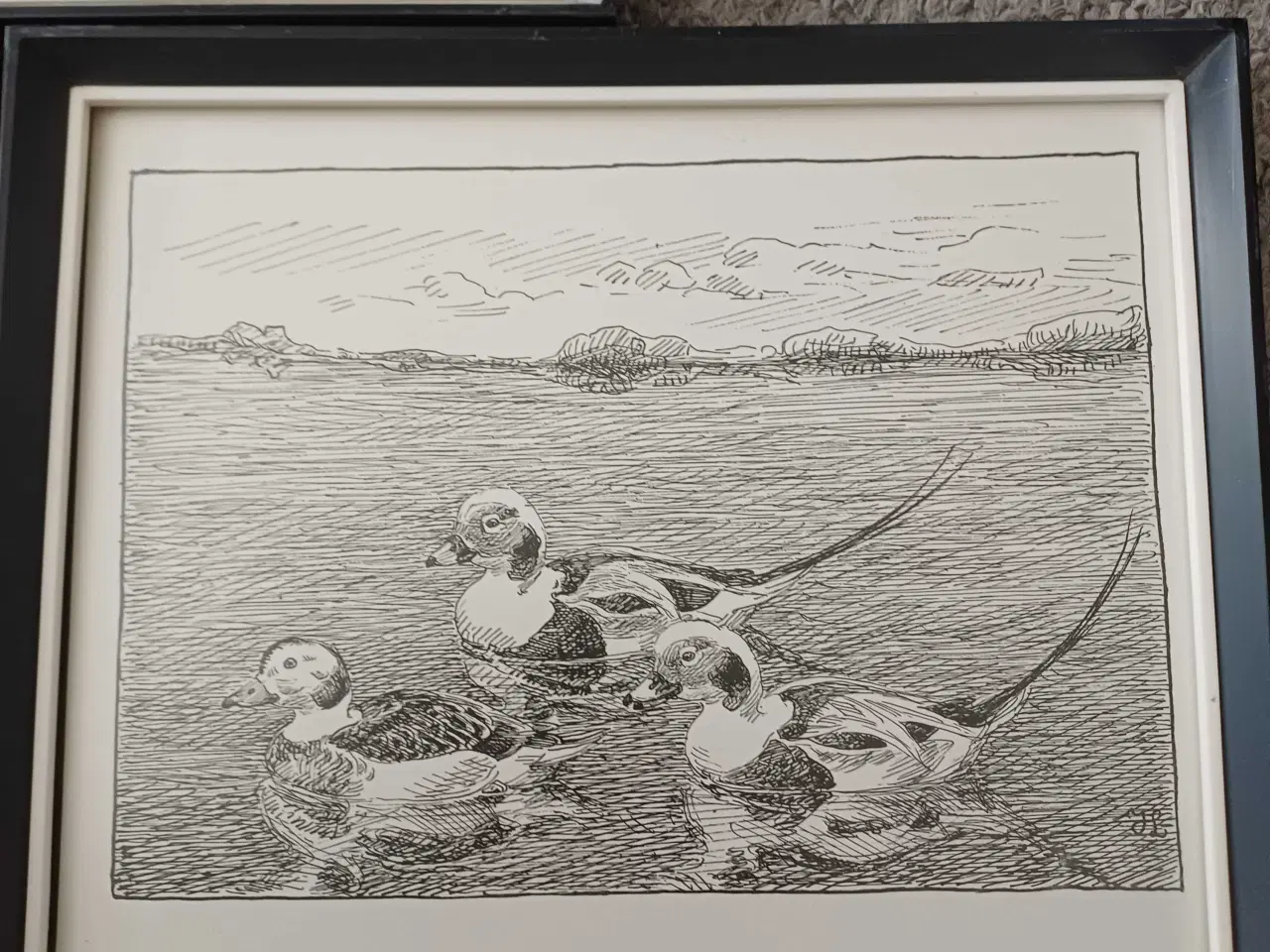 Billede 1 - Søde fugle billeder 