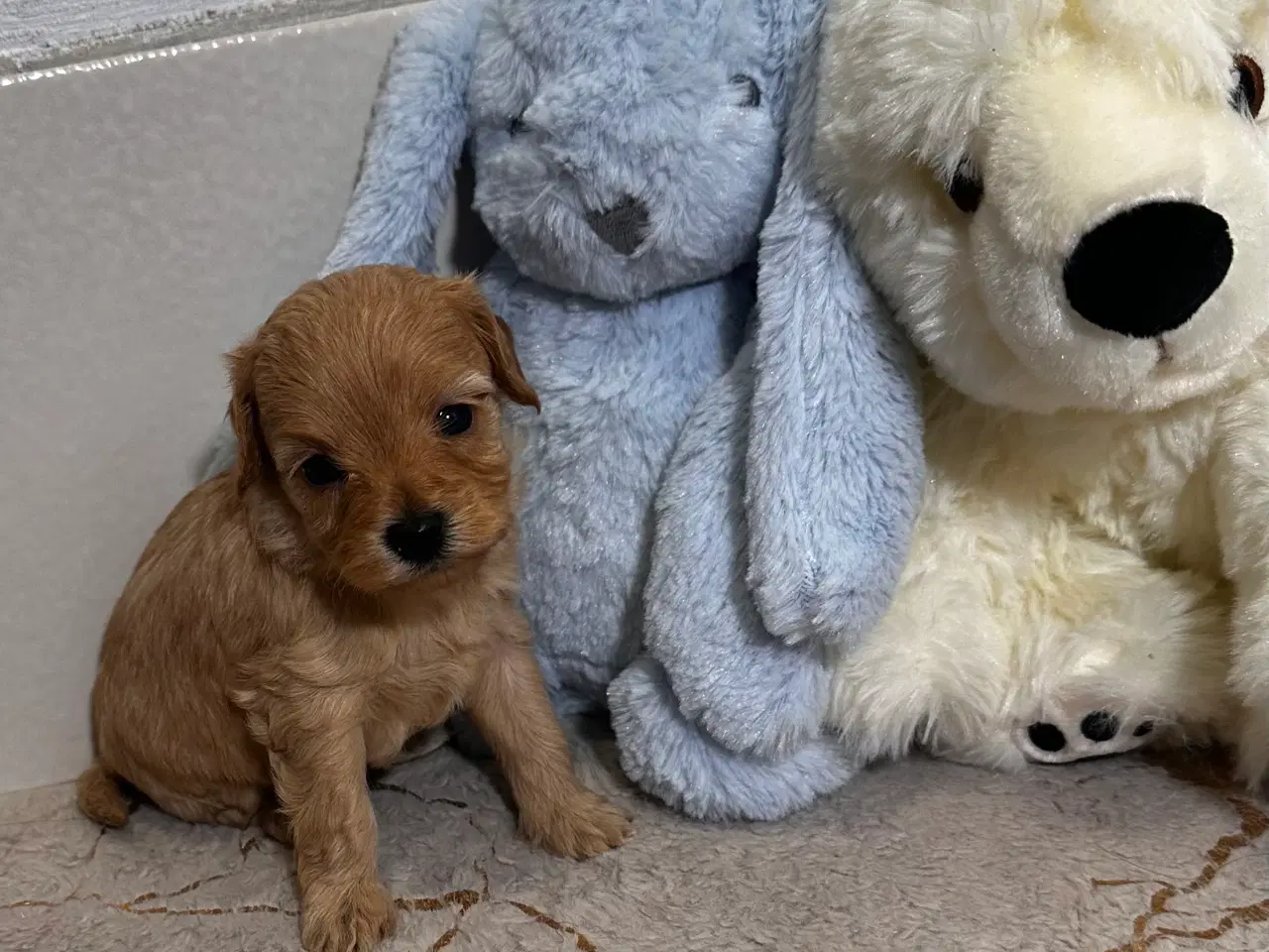 Billede 4 - Cavapoo F2B