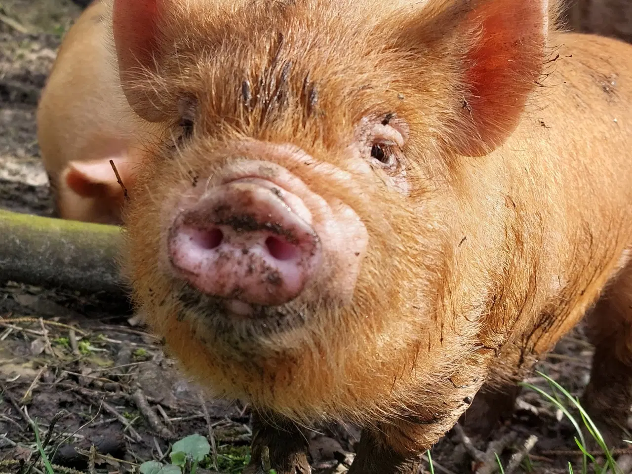 Billede 4 - Fine Kunekune grise 