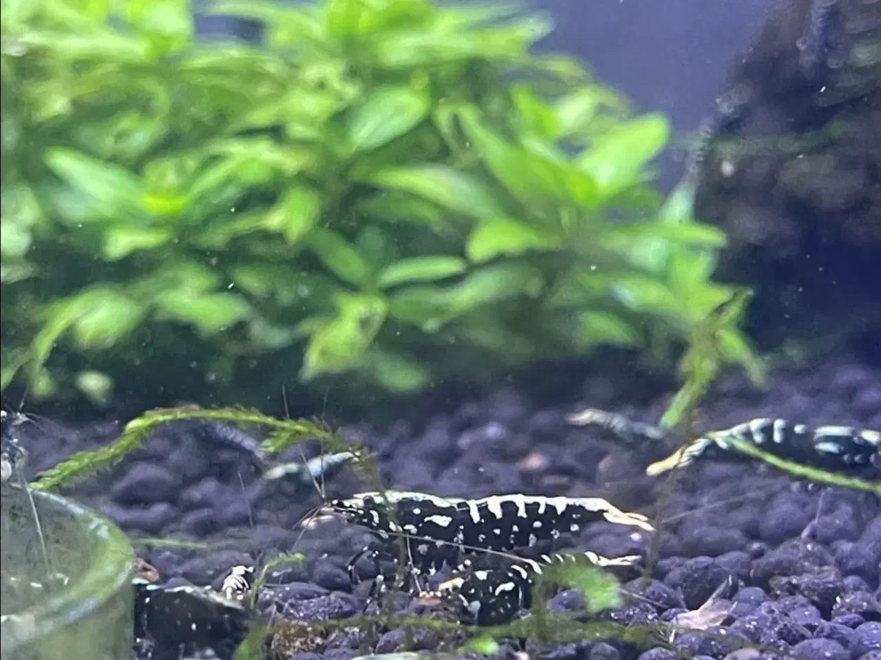 Billede 5 - Akvarie Rejer, Black Galaxy Caridina Shrimp