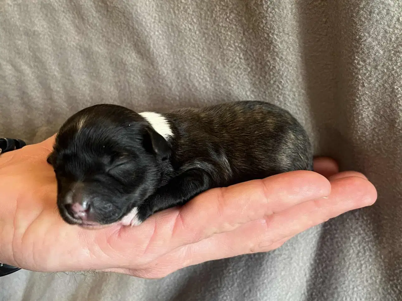 Billede 2 - 3 tilbage nu!  Små blandinger 