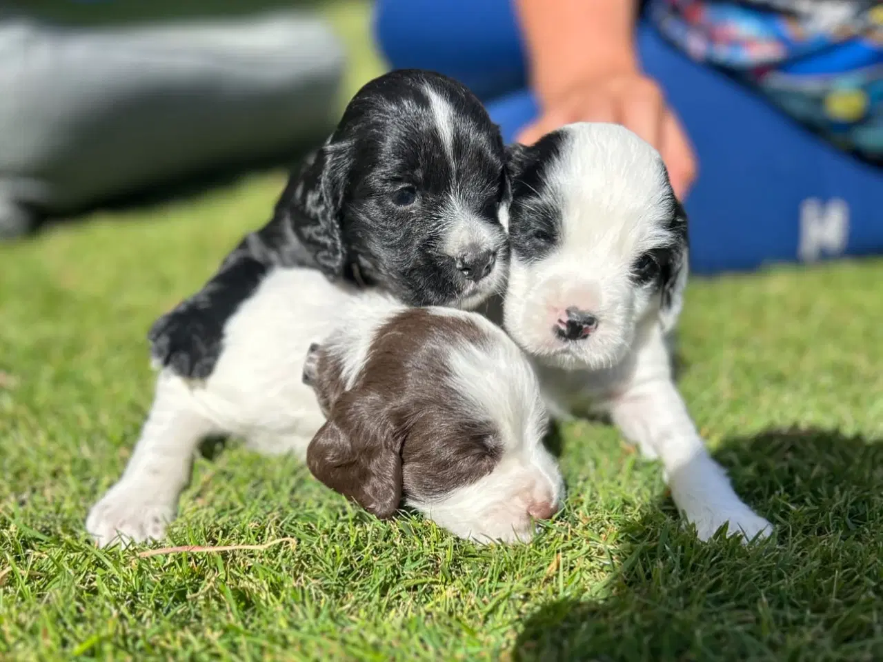 Billede 3 - FT Cocker spaniel født 12. April