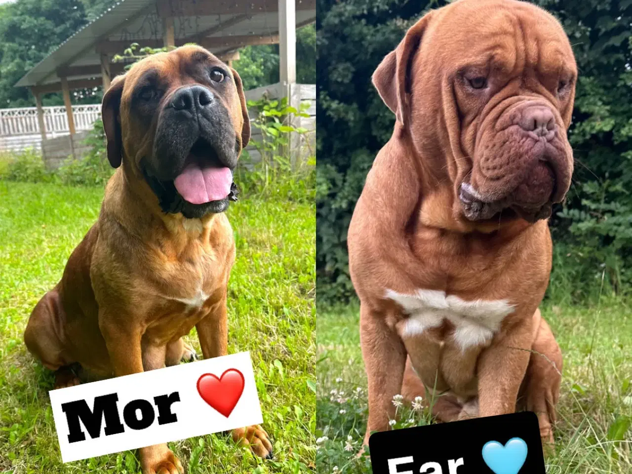 Billede 8 - Hvalpe Cane Corso/Douge de Bordeaux 
