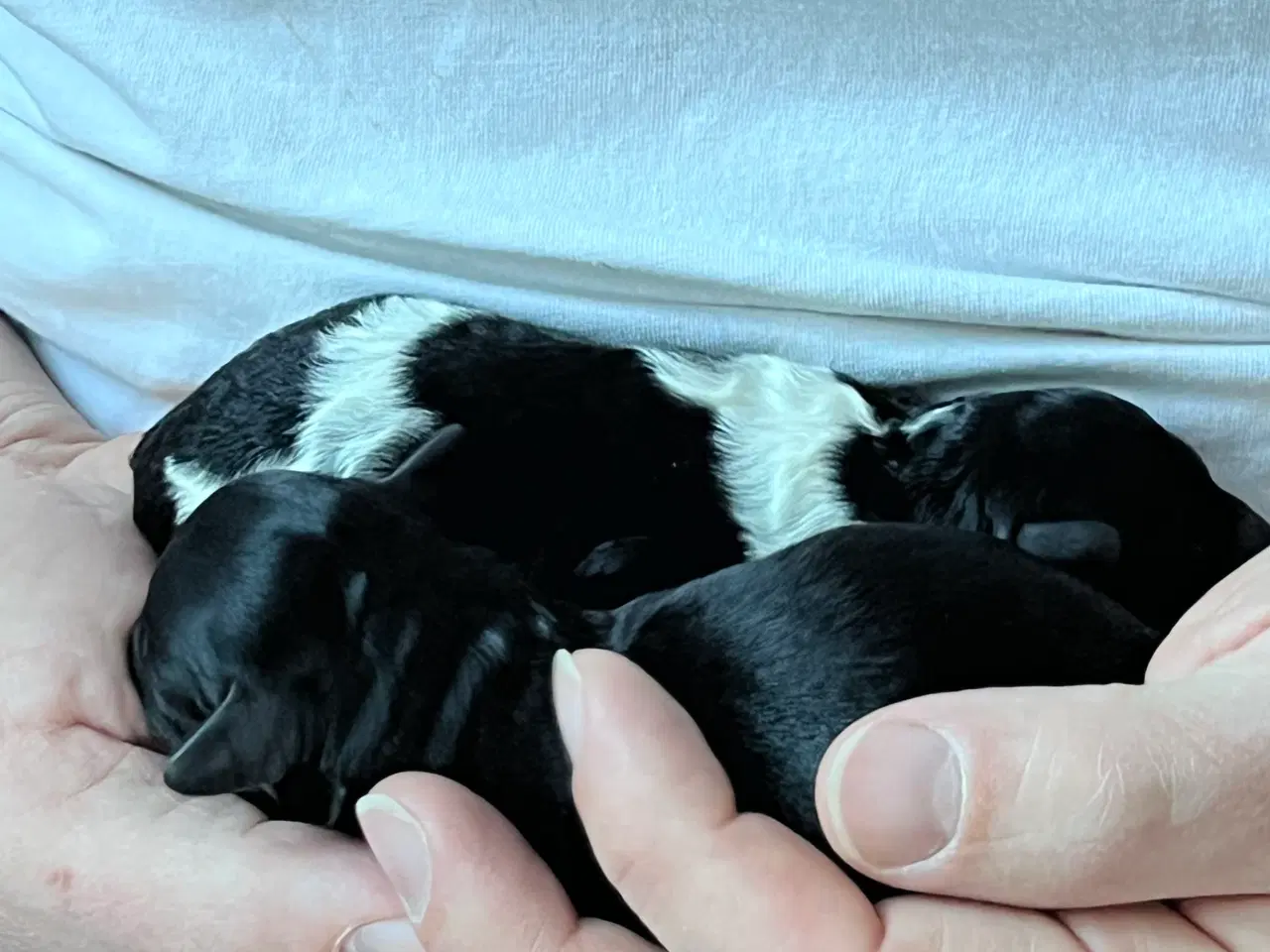 Billede 5 - Dværgpuddel blanding, foxpuddel, hvalpe