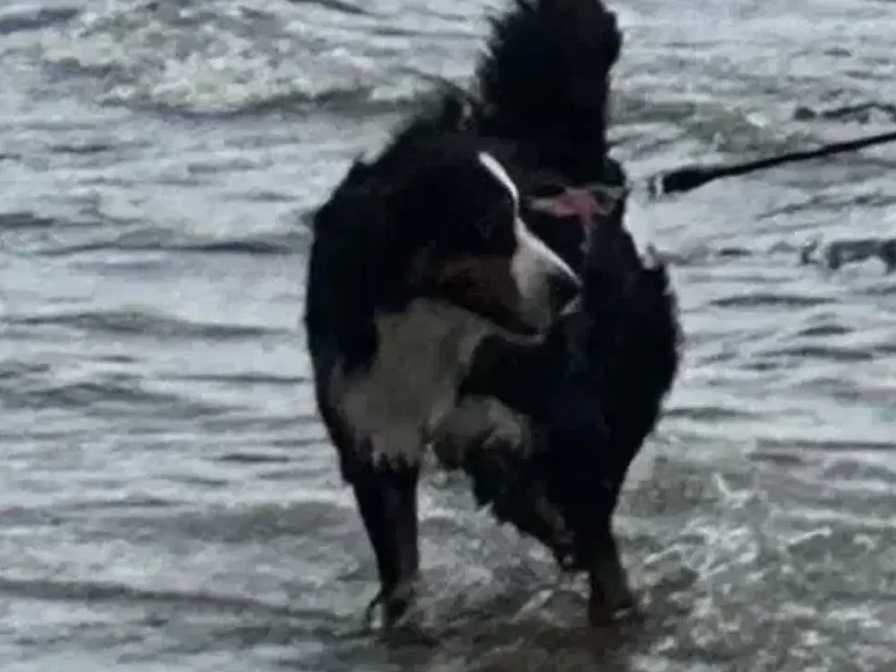 Billede 2 - Berner senne tæve