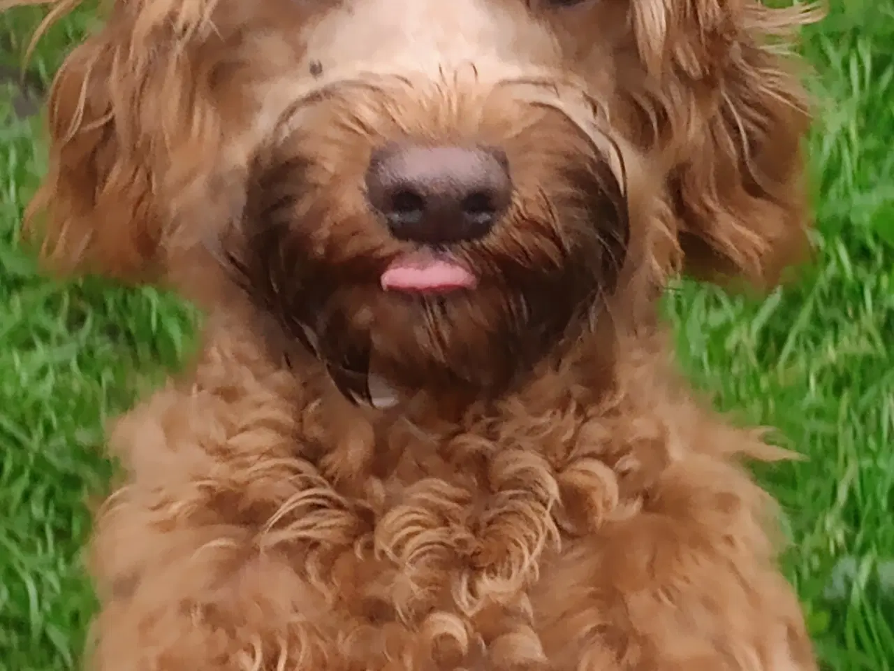 Billede 1 - cavapoo blanding