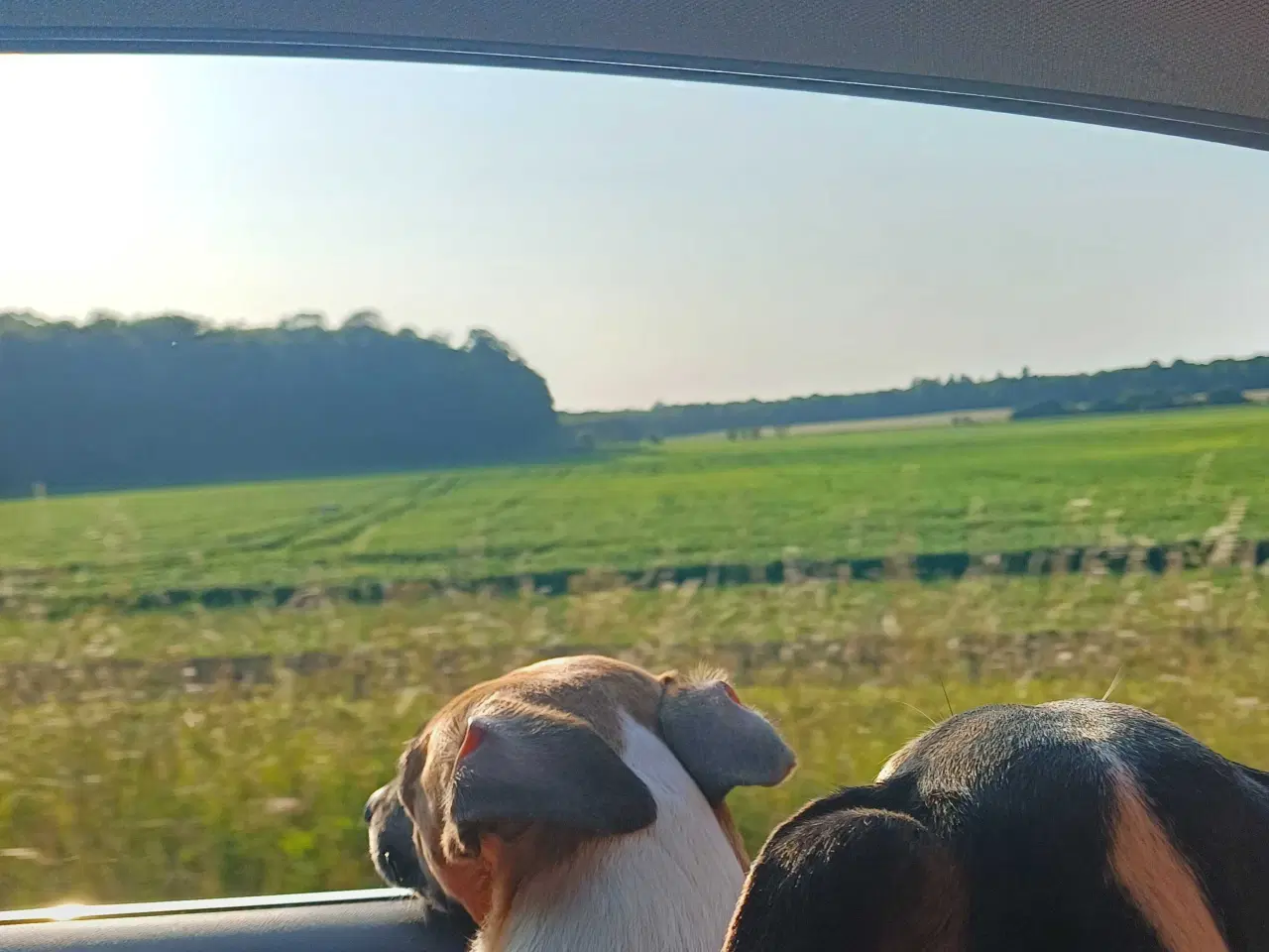 Billede 3 - To skønne hunde hunde søger nyt hjem