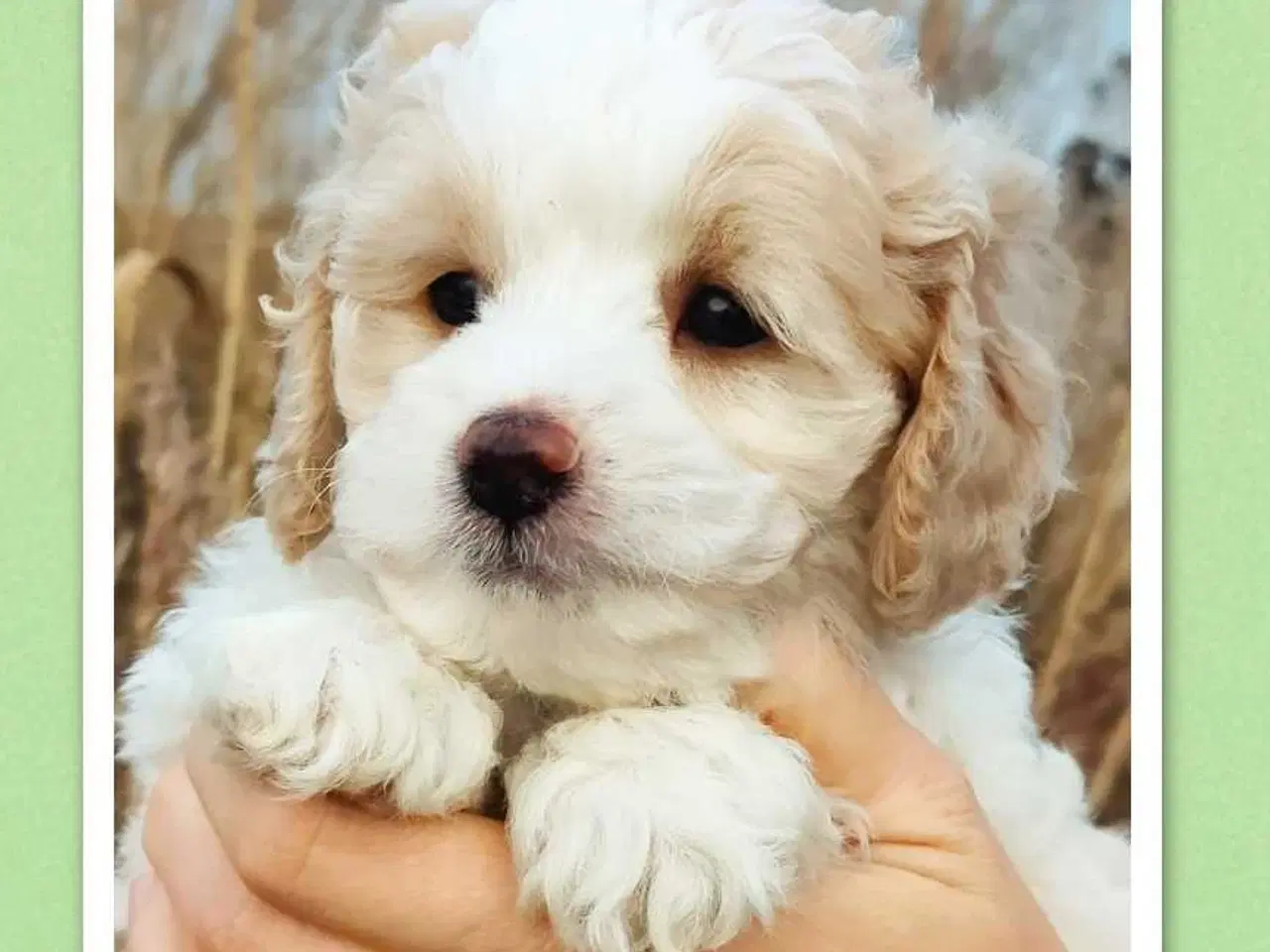 Billede 4 - Søde cavapoo hvalpe klar til eventyr