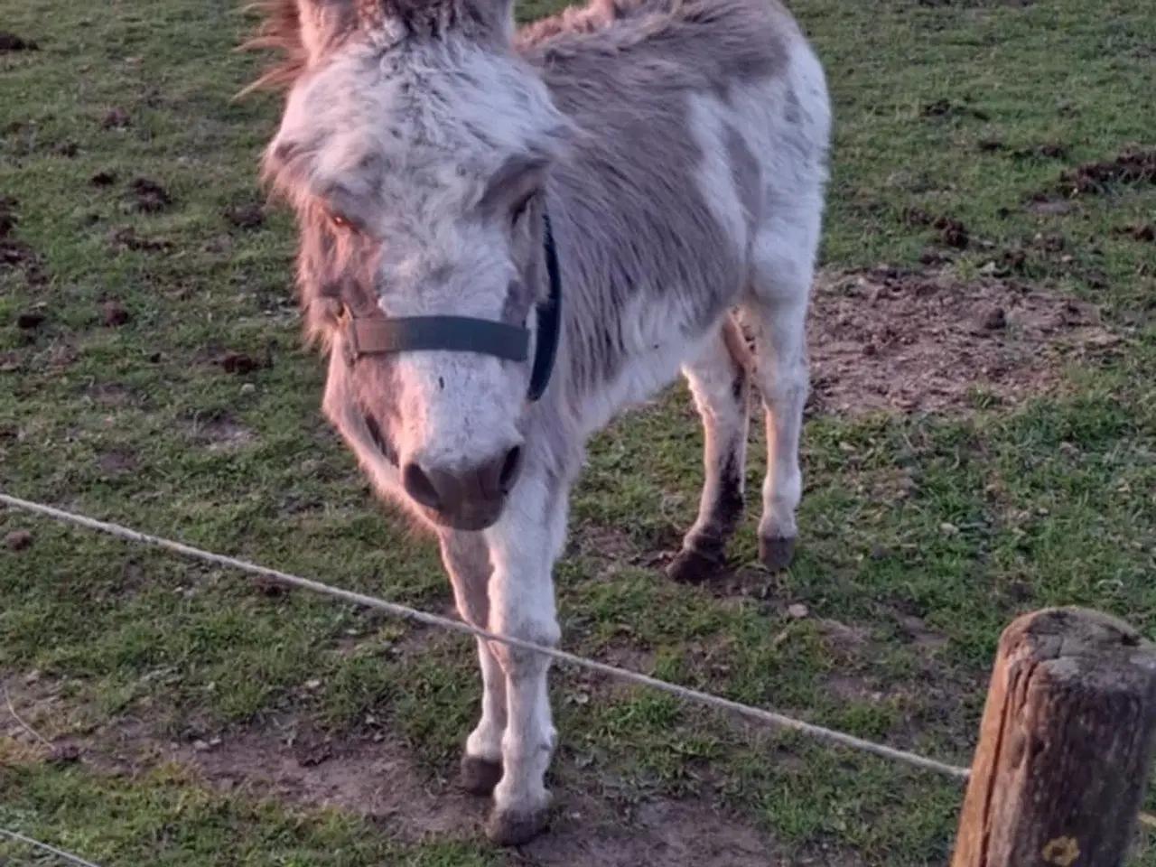 Billede 3 - æsel hingst sælges