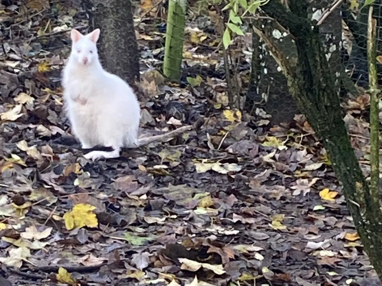 Billede 3 - Bennets kænguru 