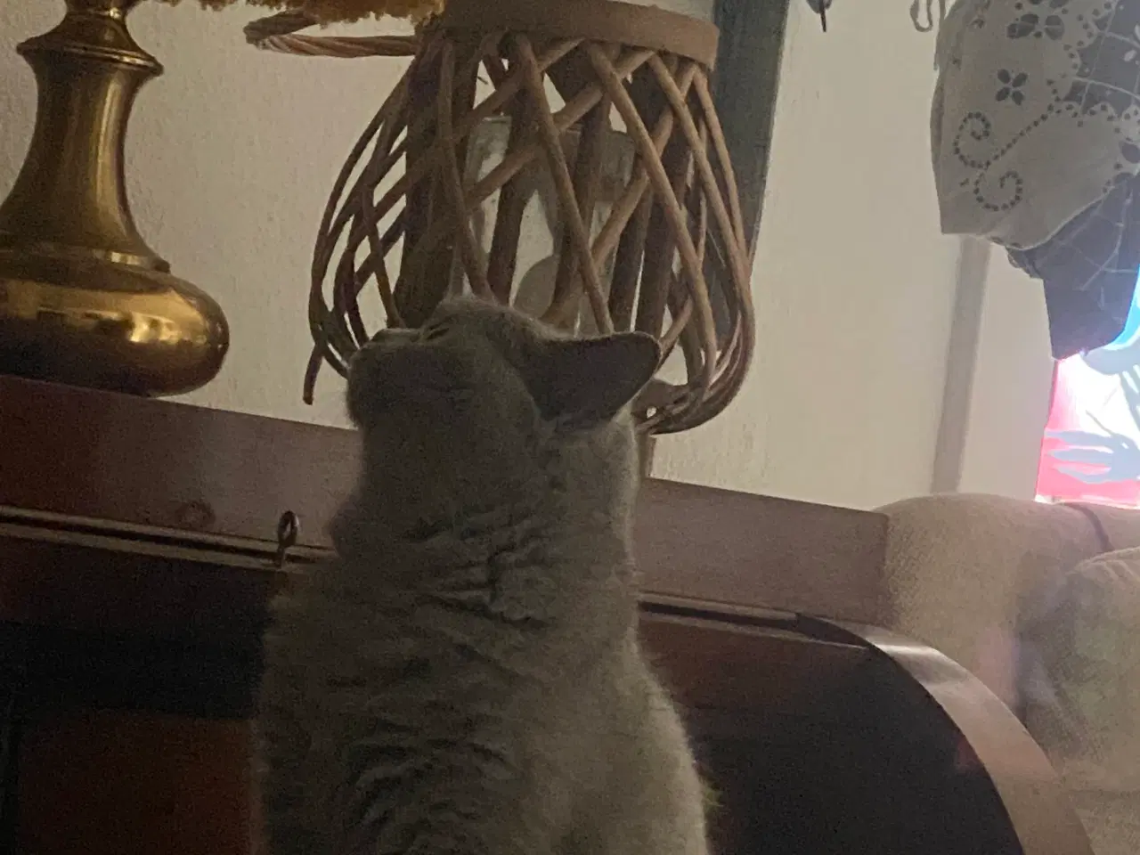 Billede 4 - Den sødeste Misse 🐱 