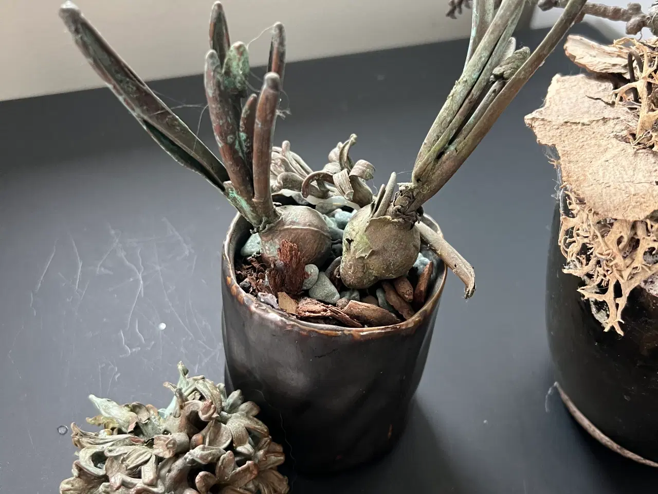 Billede 2 - Forkobrede planter til dekorationer