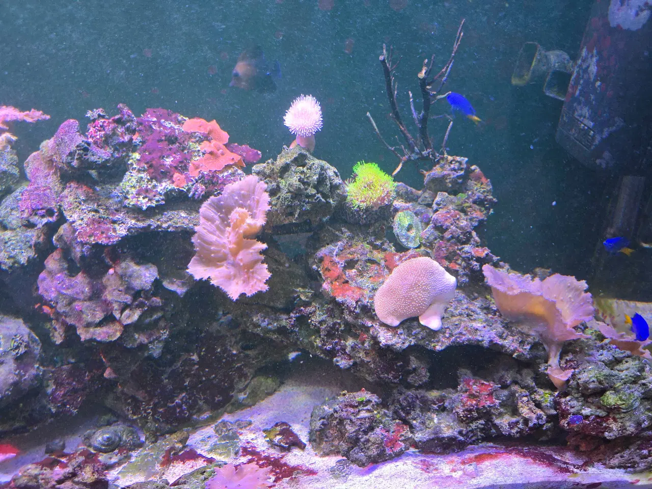 Billede 6 - 450l saltvands akvarium
