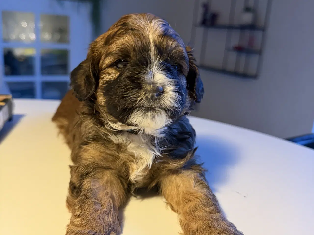 Billede 1 - Shitzu puddel blanding 