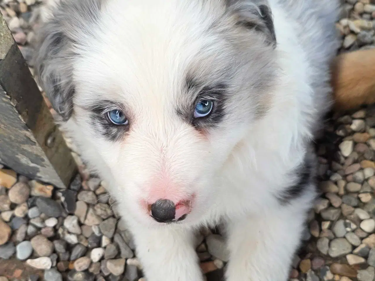 Billede 1 - Border Collie hvalp stueopdræt 