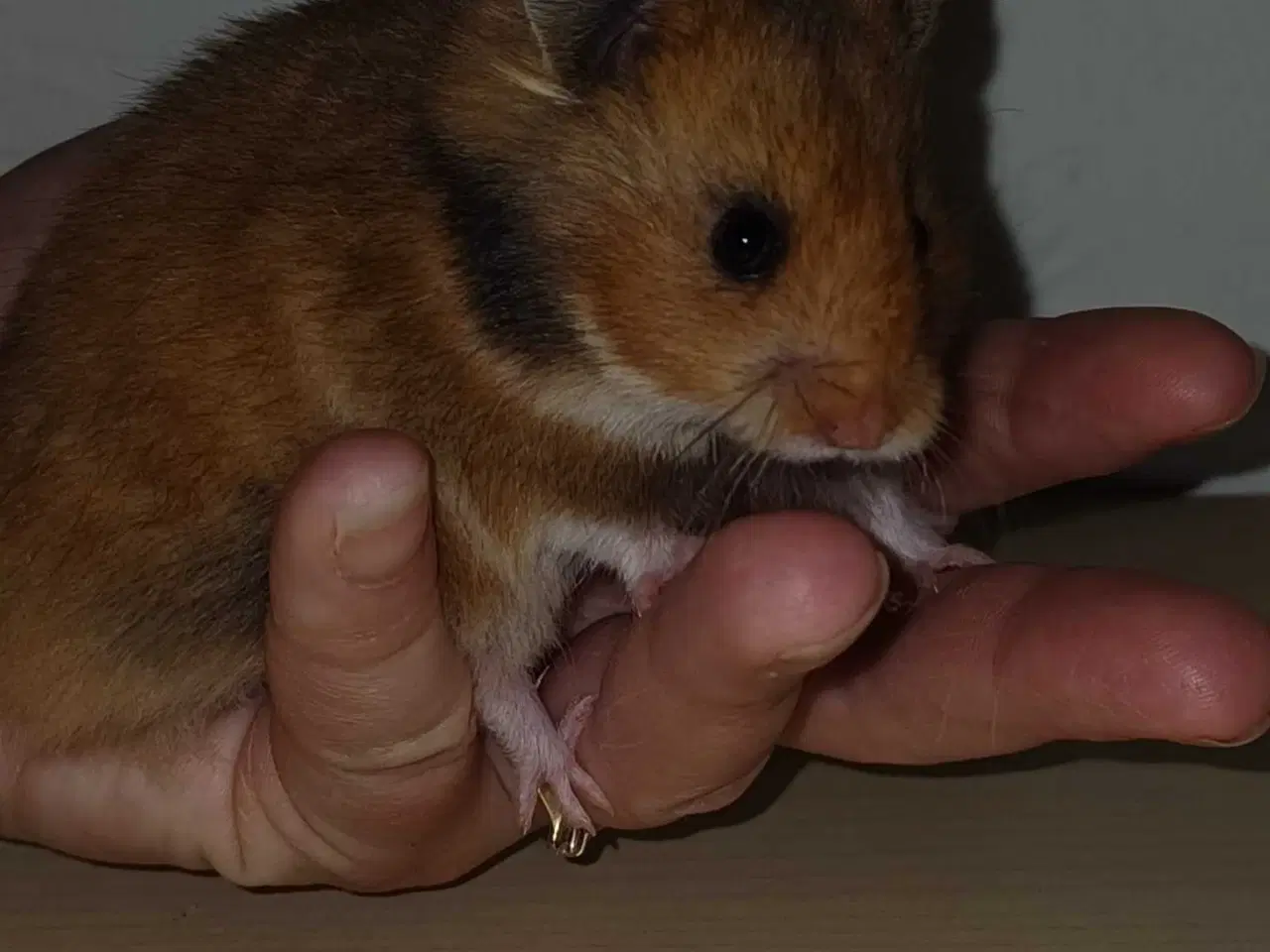 Billede 6 - Guldhamster unger 