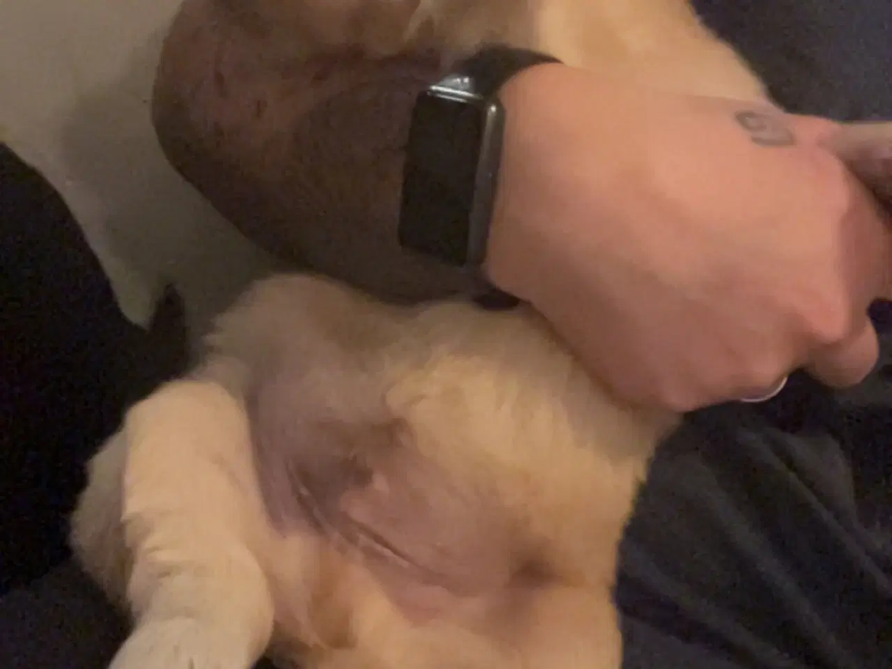 Billede 4 - Familie hunde søger nyt hjem